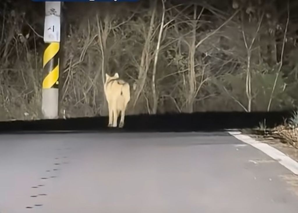 Vuk u bijegu i nakon hvatanja