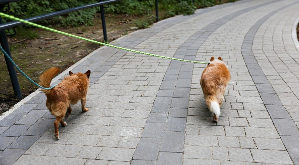 Pas s uzicom u ustima