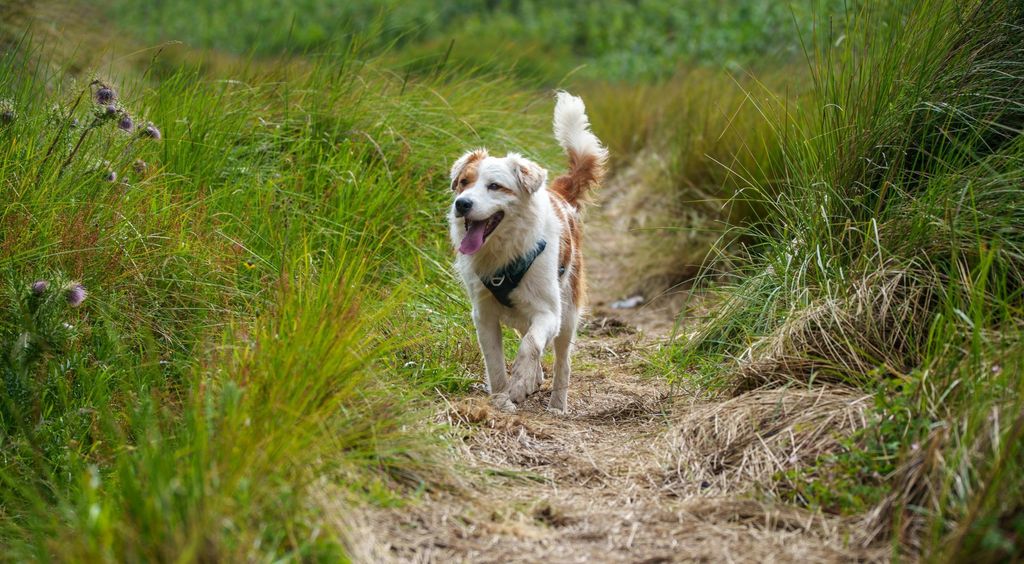 Pas s uzicom u ustima