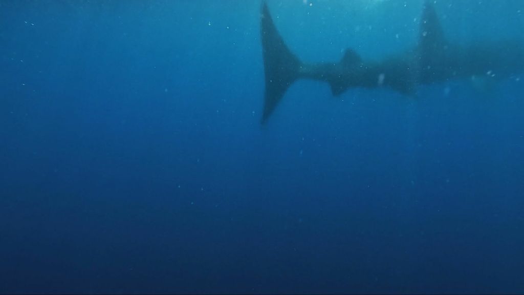 Golema psina kod Istre - 1