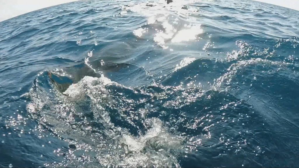 Golema psina kod Istre - 1