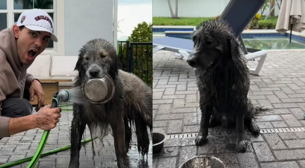 Pas koji se igra u blatnjavoj lokvi