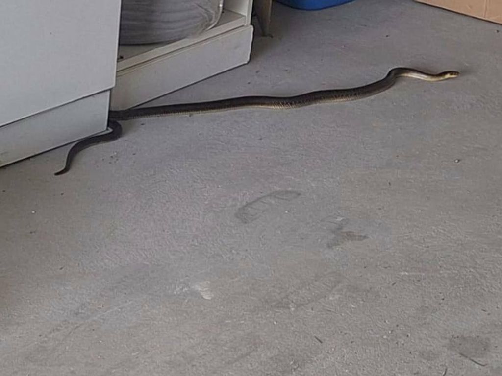 Zmija, ilustracija - 4