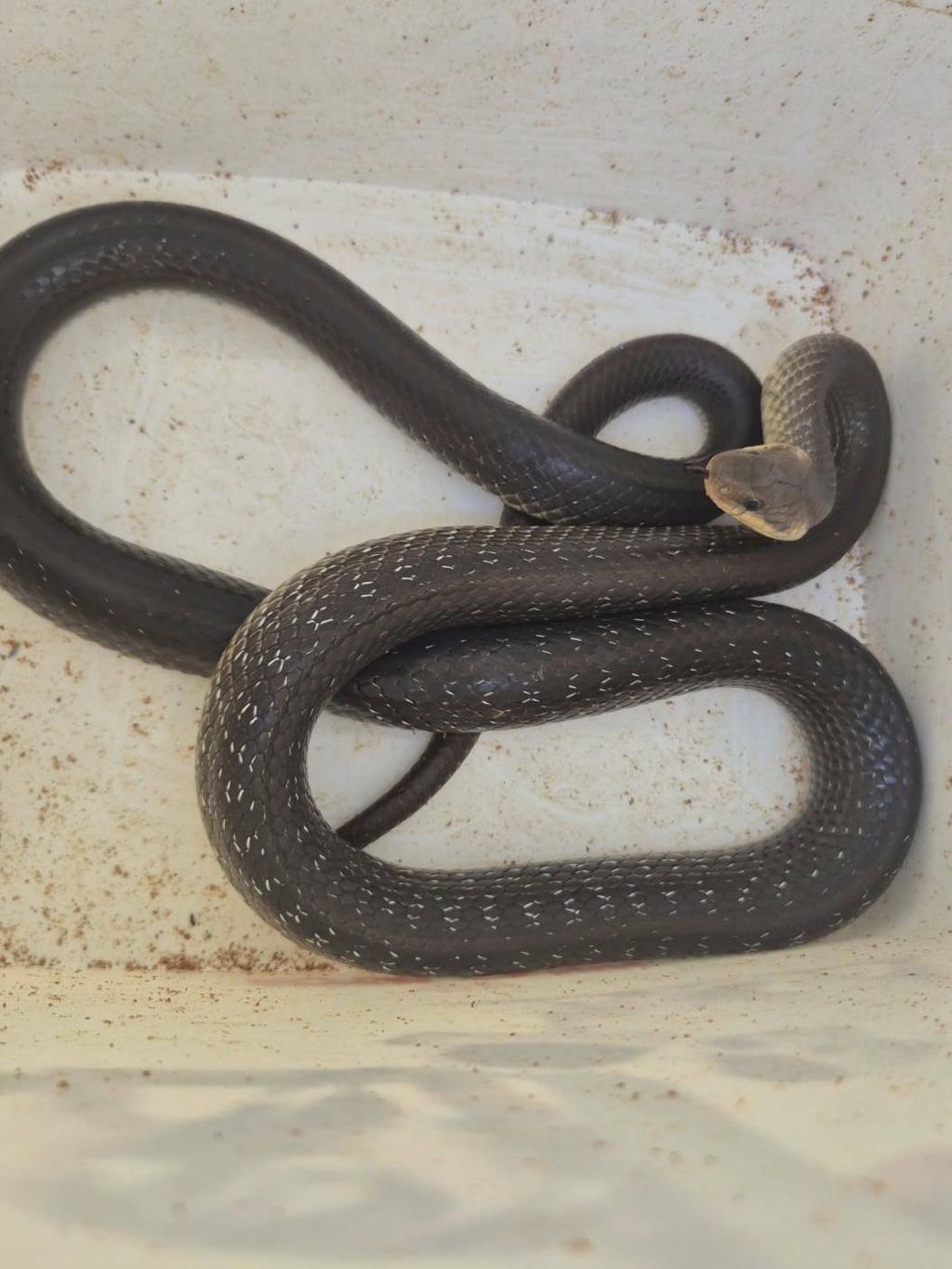 Zmija, ilustracija - 4