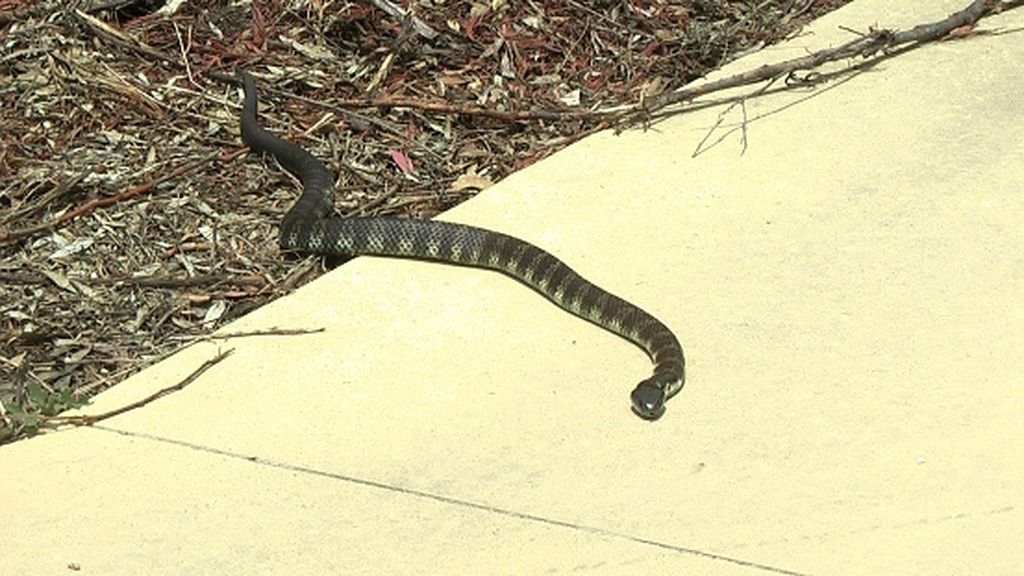 Zmija, ilustracija - 4