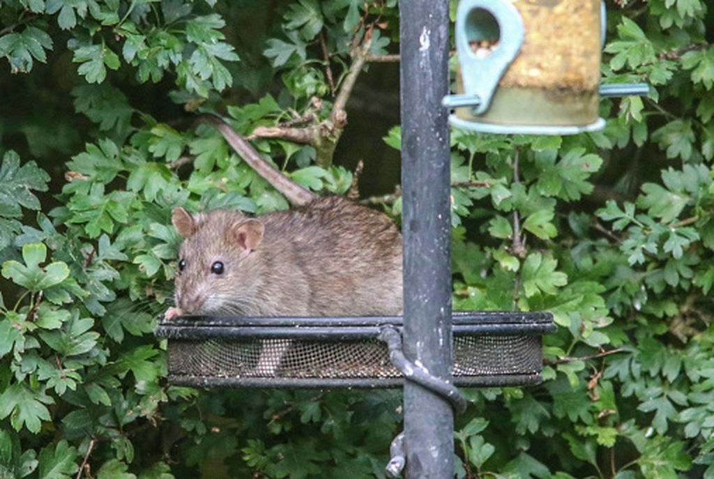 Zmija, ilustracija - 4