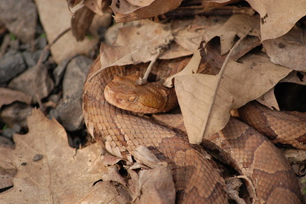 Zmija, ilustracija - 4