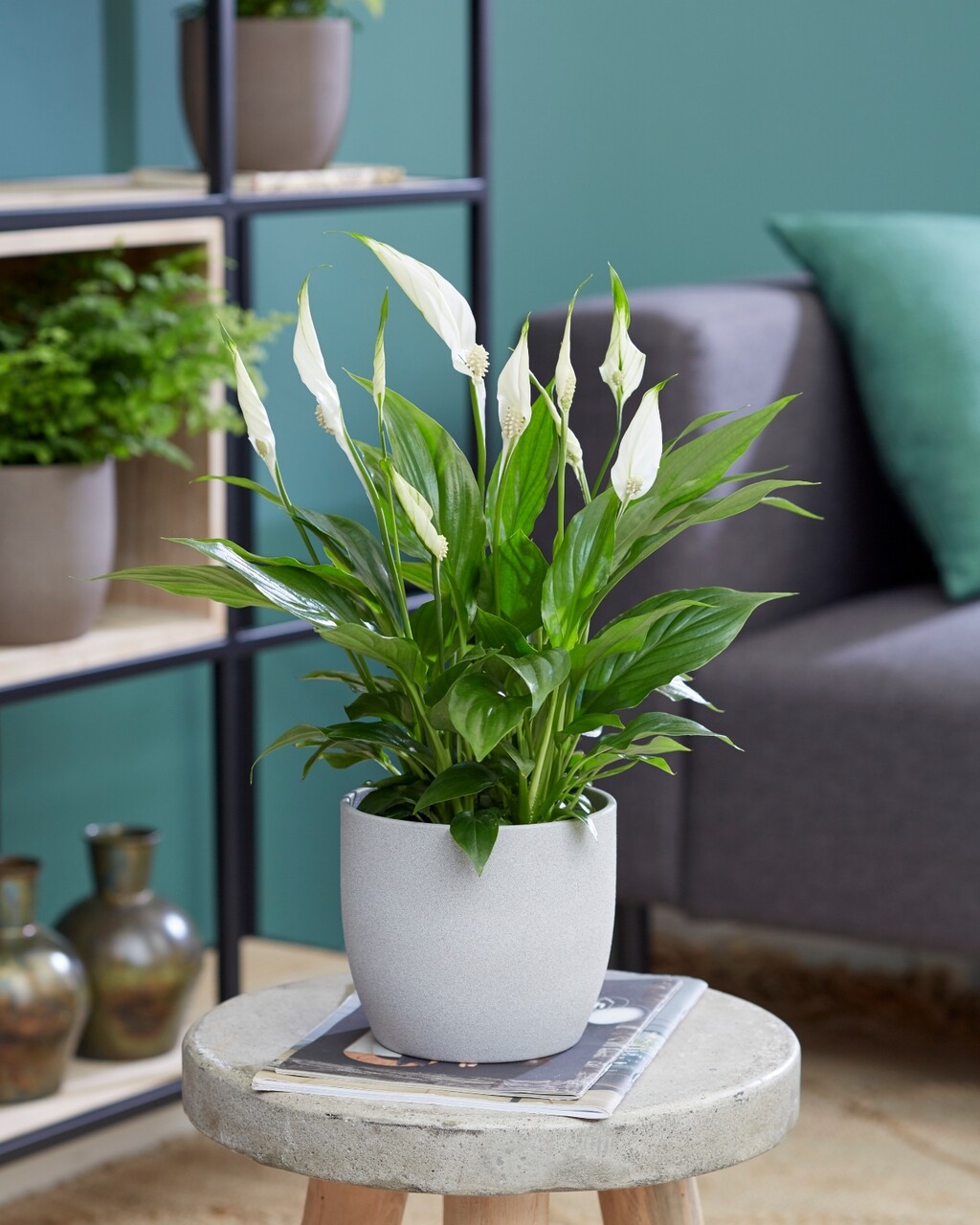 Savjeti za mirni ljiljan