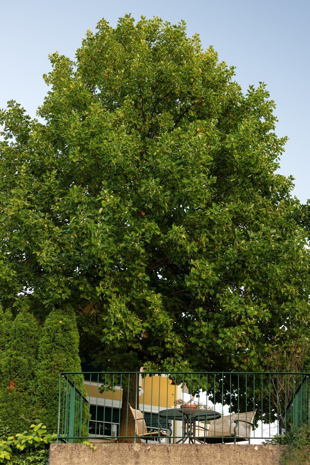 10 najljepših stabala za vrt