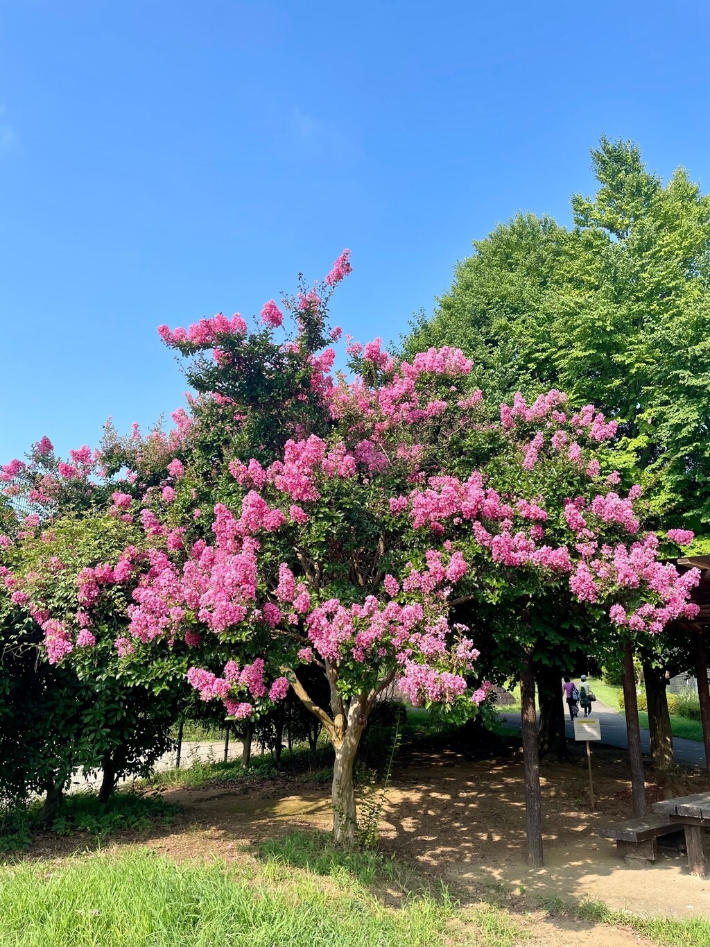10 najljepših stabala za vrt