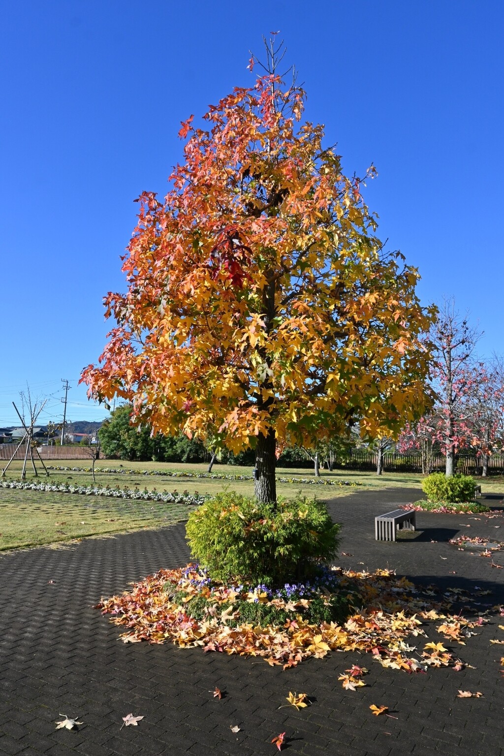 10 najljepših stabala za vrt