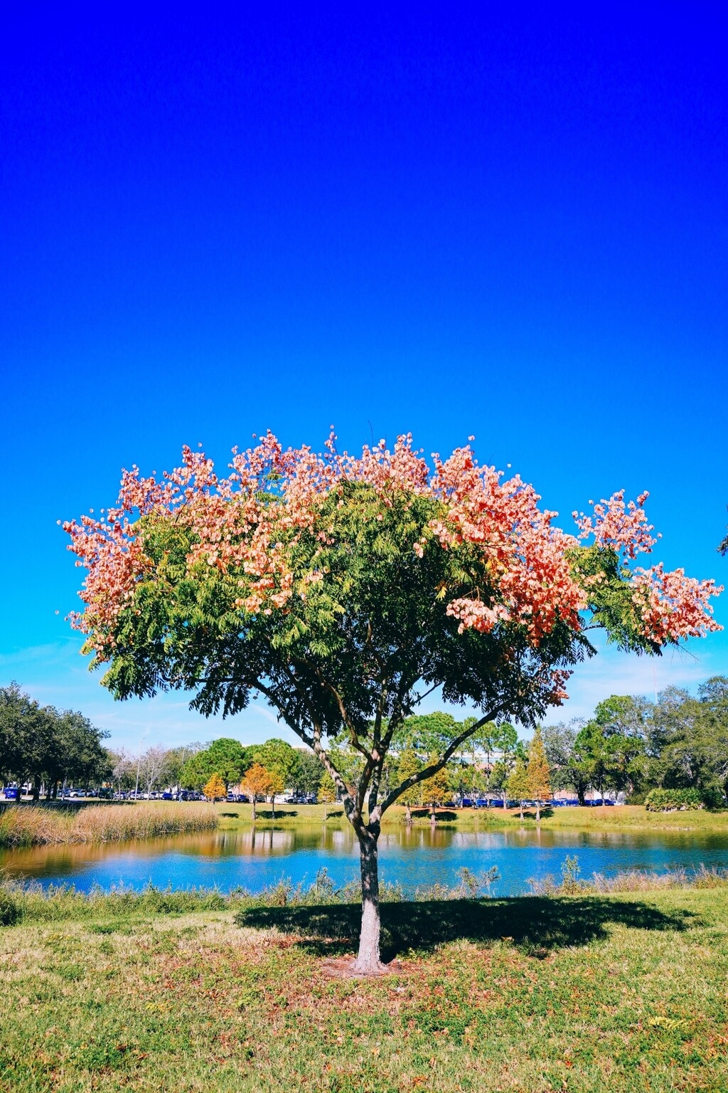 10 najljepših stabala za vrt