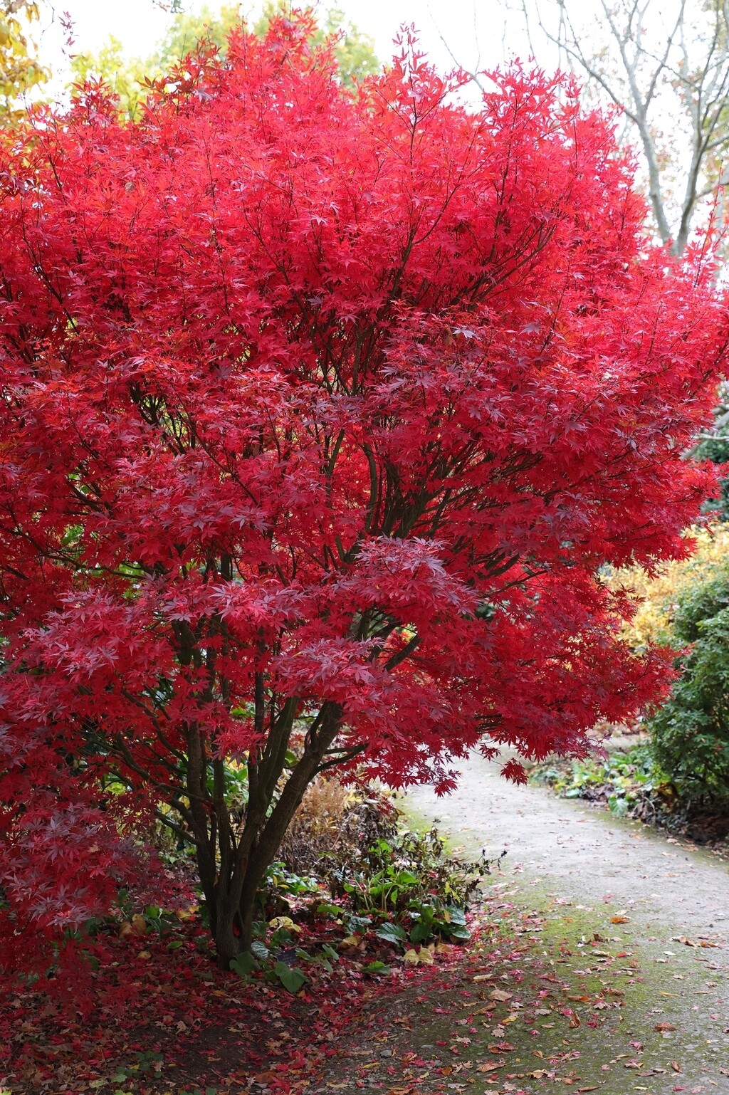 10 najljepših stabala za vrt