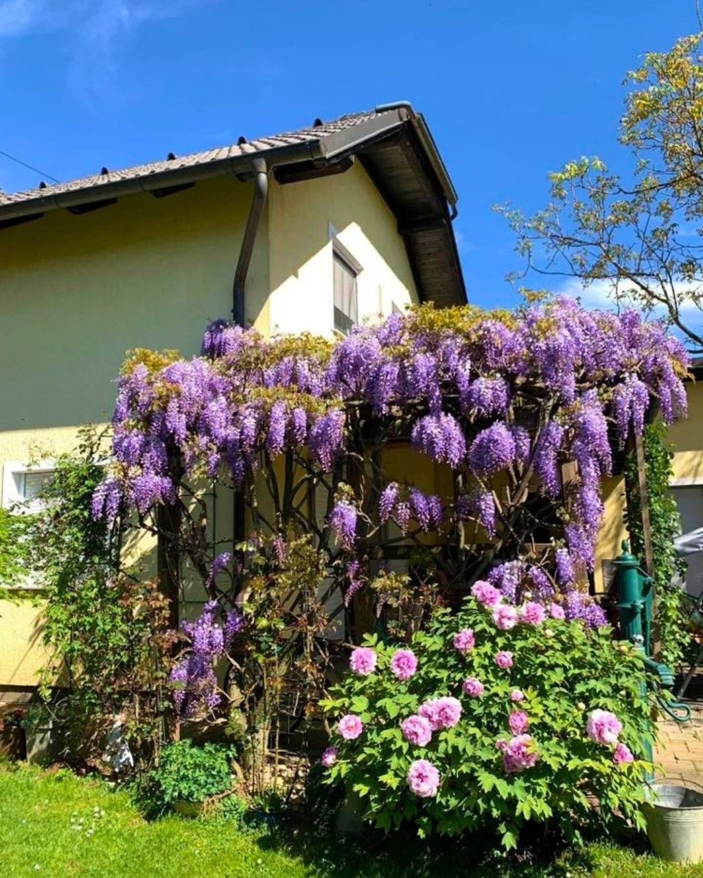 Glicinije naših čitateljica