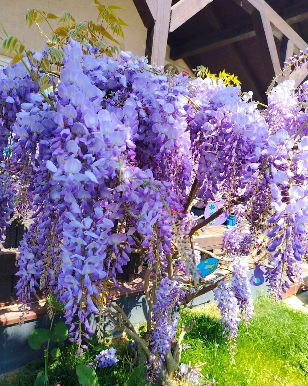 Glicinije naših čitateljica