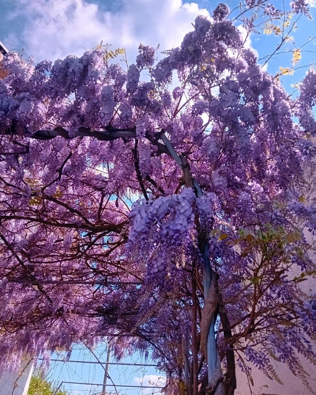 Glicinije naših čitateljica