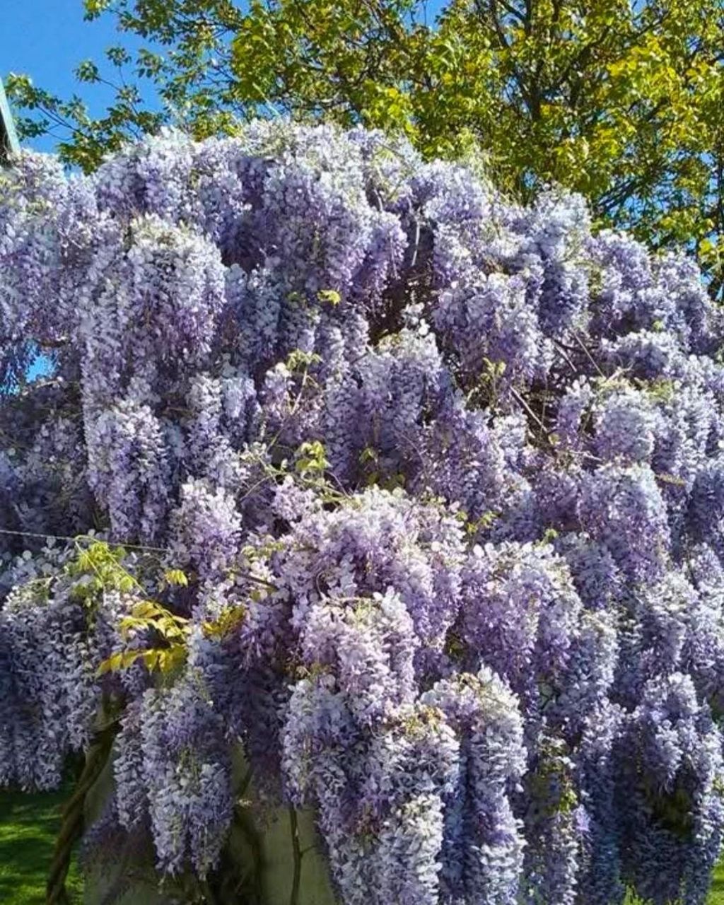 Glicinije naših čitateljica