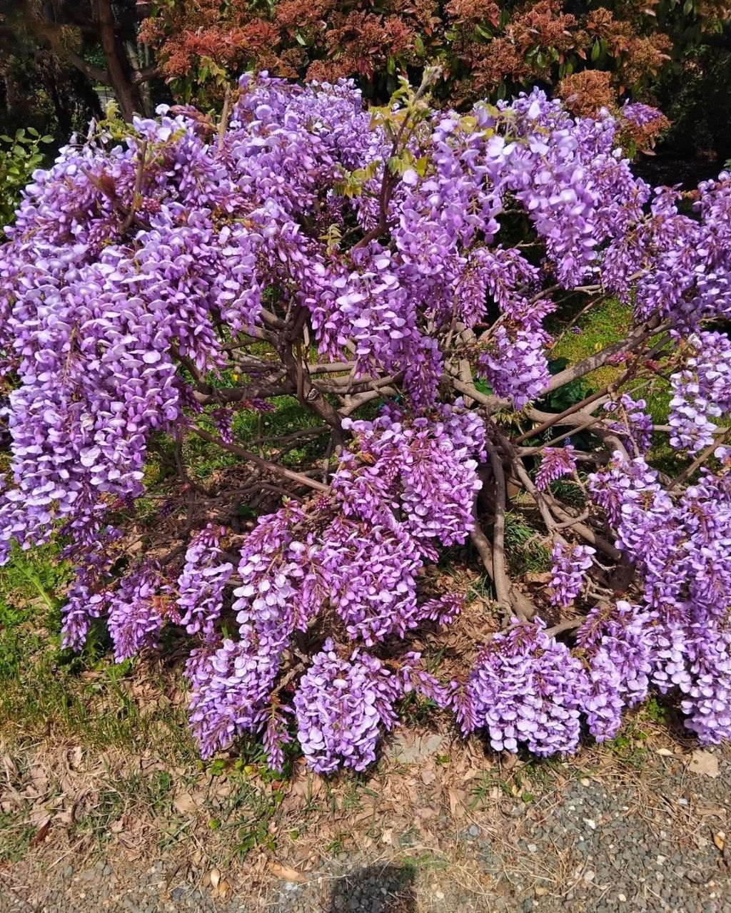 Glicinije naših čitateljica