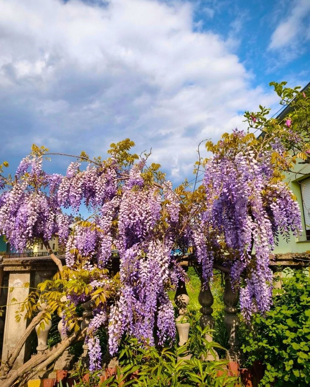 Glicinije naših čitateljica