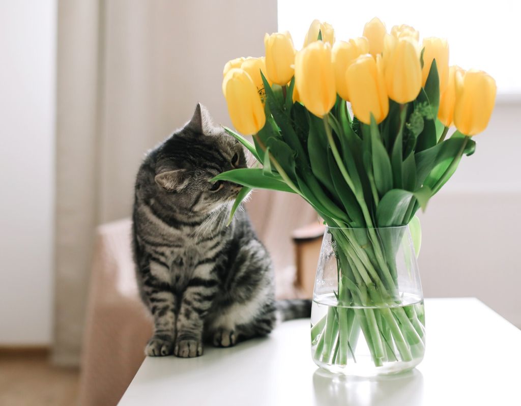 I tulipani mogu biti opasni za mačke