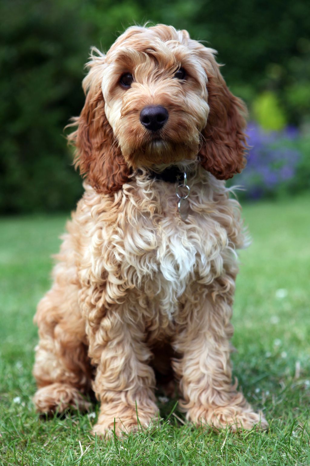 Cockapoo - 1