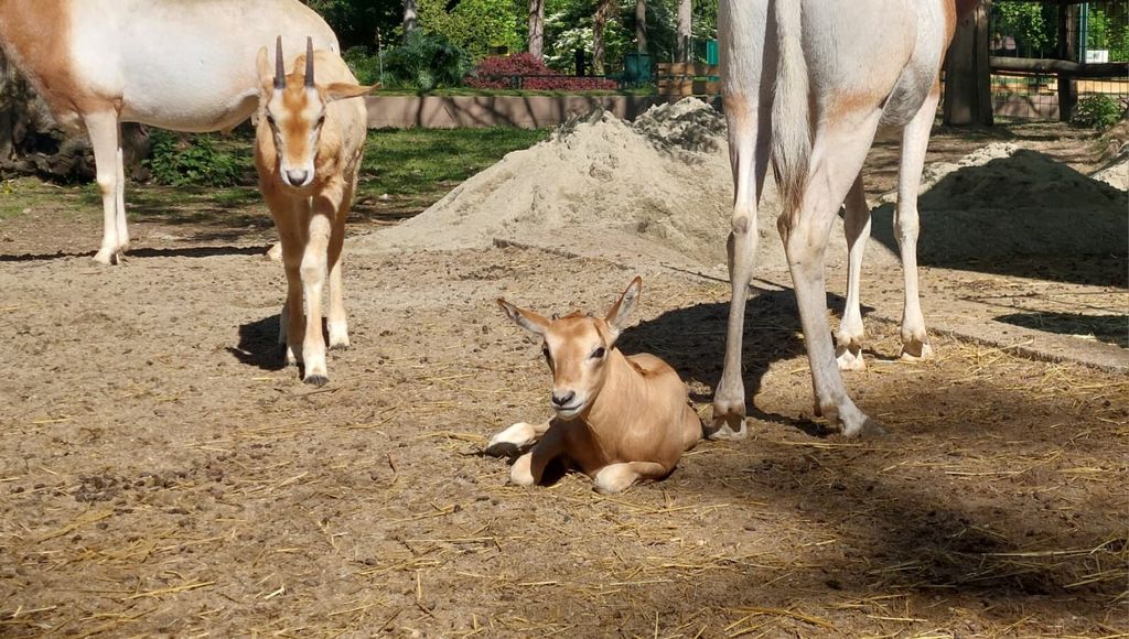 Sabljorogi oriks - 3