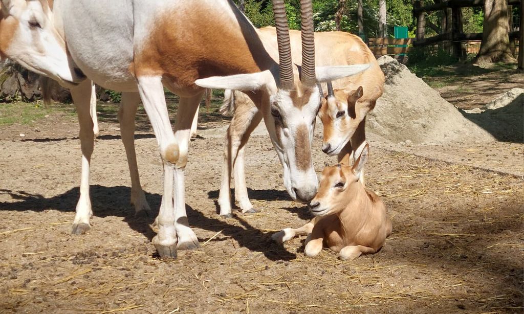 Sabljorogi oriks - 4