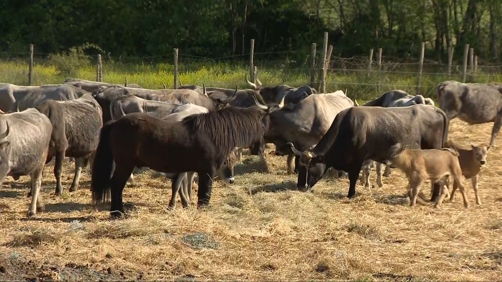 Istarske ovce i koze