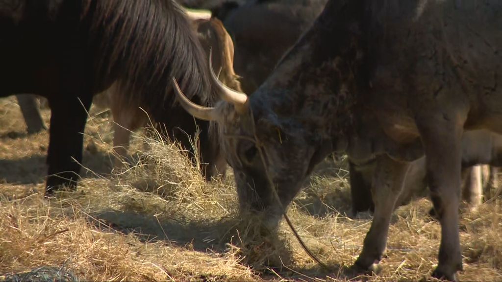 Istarske ovce i koze