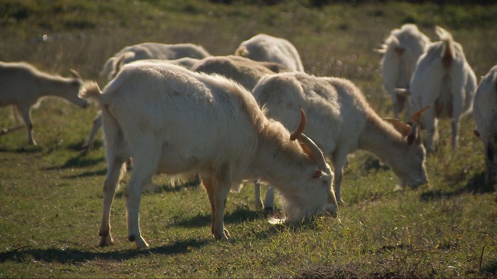 Istarske ovce i koze