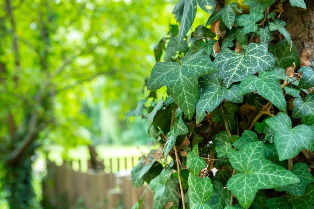 Bršljan (Hedera helix)