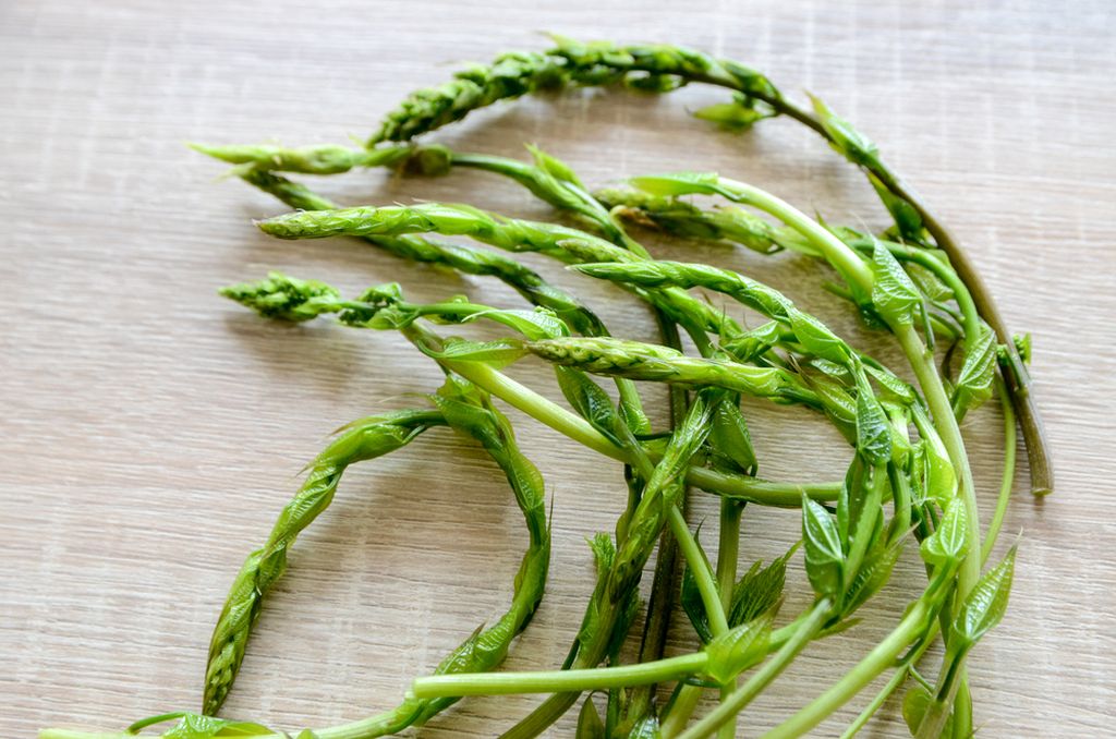 Bljušt (Tamus communis)