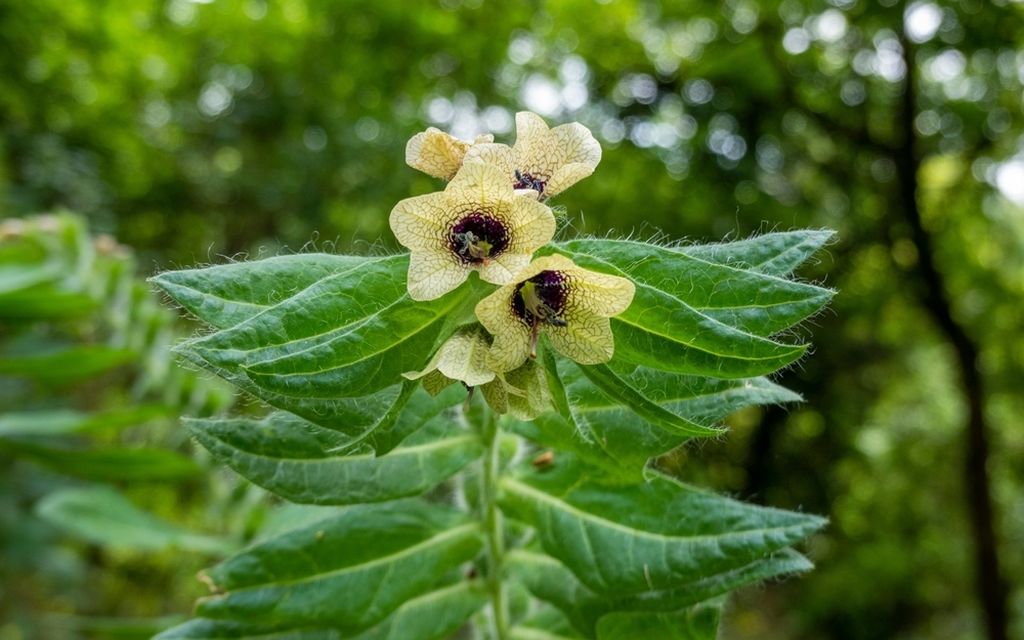Bunika (Hyoscyamus niger)