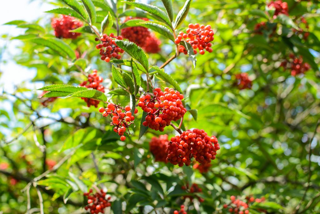 Crvena bazga (Sambucus racemosa)