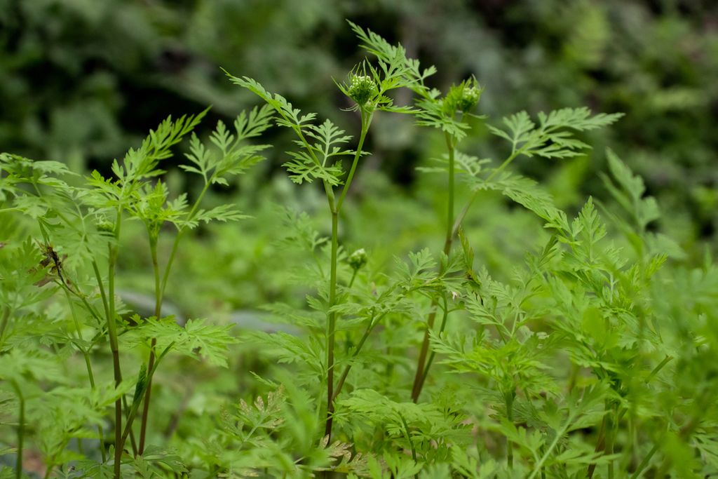 Divlji peršin, mala kukuta