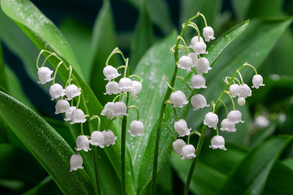 Đurđica (Convallaria majalis)