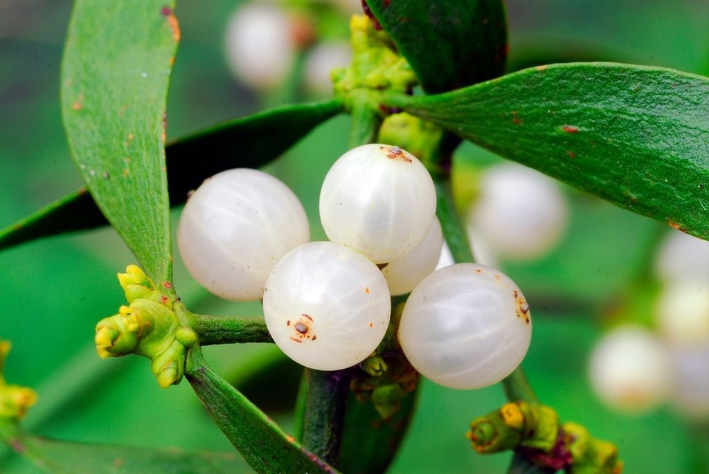 Imela (Viscum album)