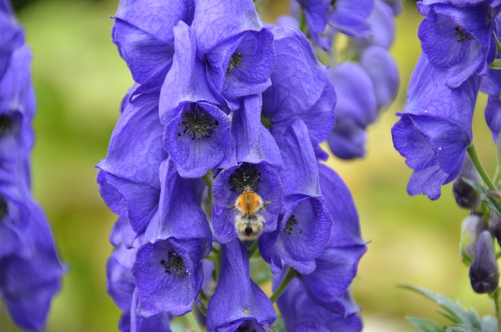 Modri jedić (Aconitum napellus)