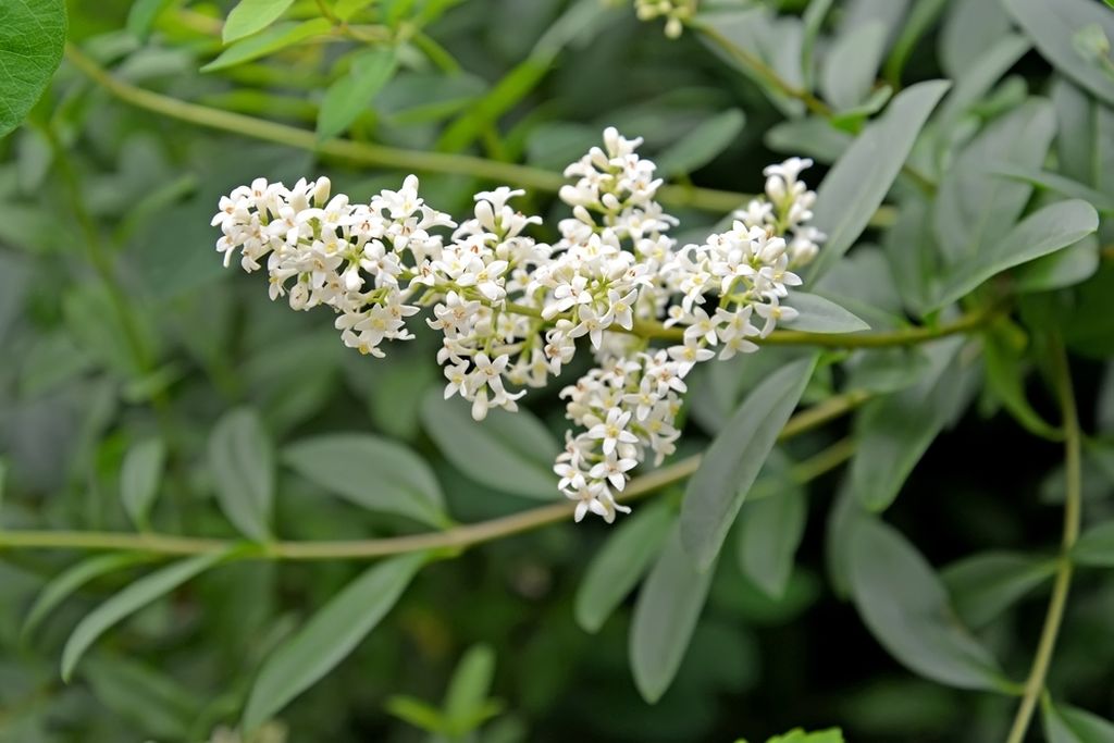 Kalina (Ligustrum vulgare L.)