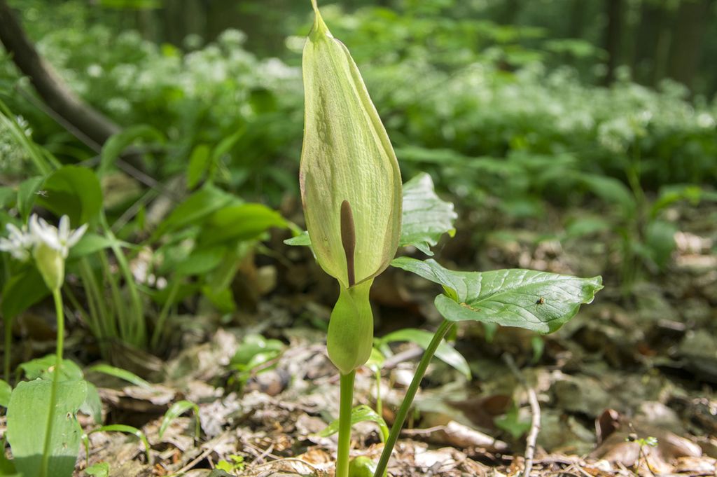 Kozlac (Arum maculatum L.)