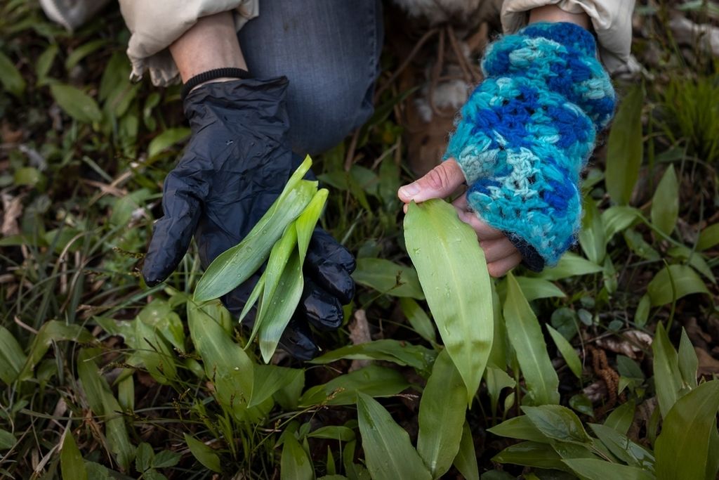 Mrazovac (Colchicum autumnale L.)