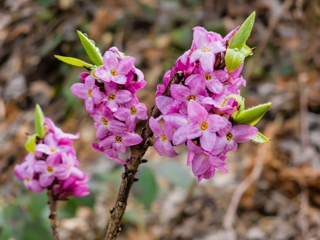 Obični likovac (Daphne mezereum L.)