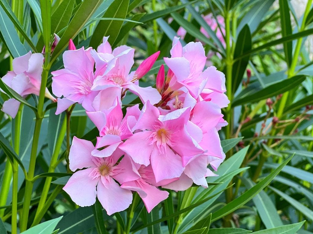 Oleander (Nerium oleander L.)