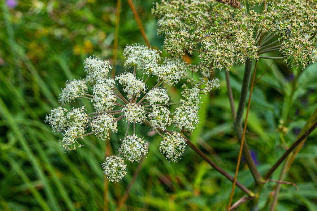 Otrovna trubeljika (Cicuta virosa L.)