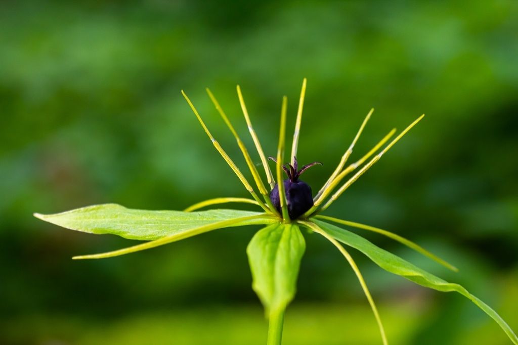 Petrov križ (Paris quadrifolia L.)