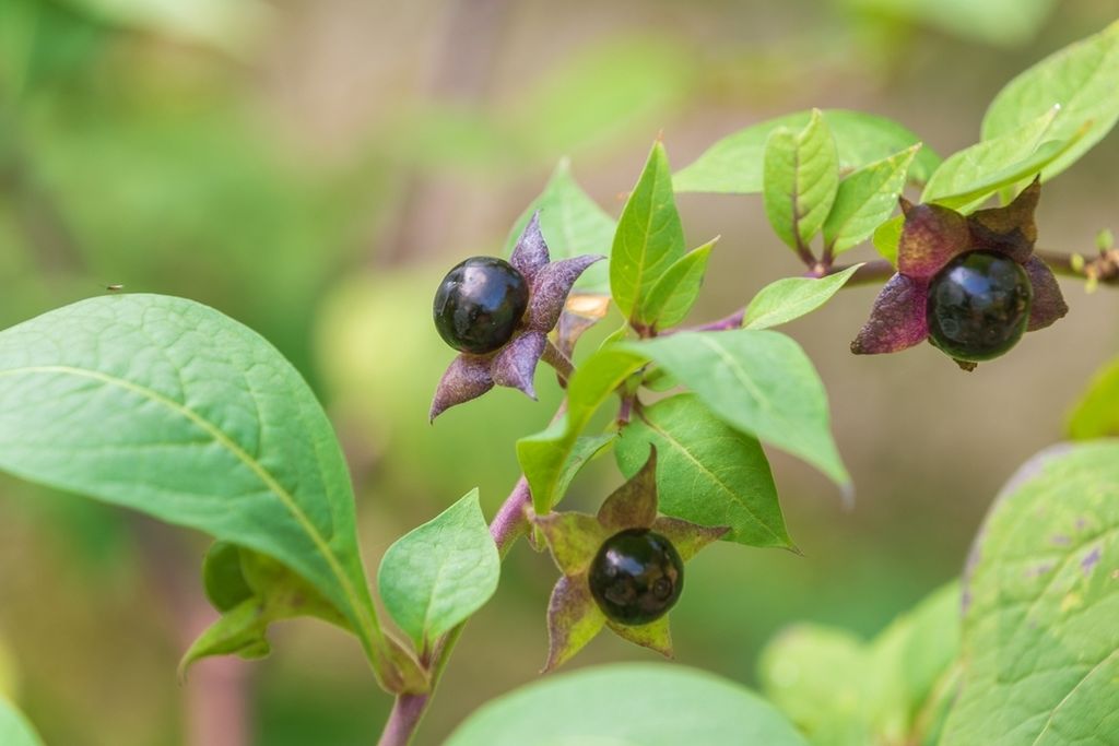 Velebilje (Atropa belladonna)