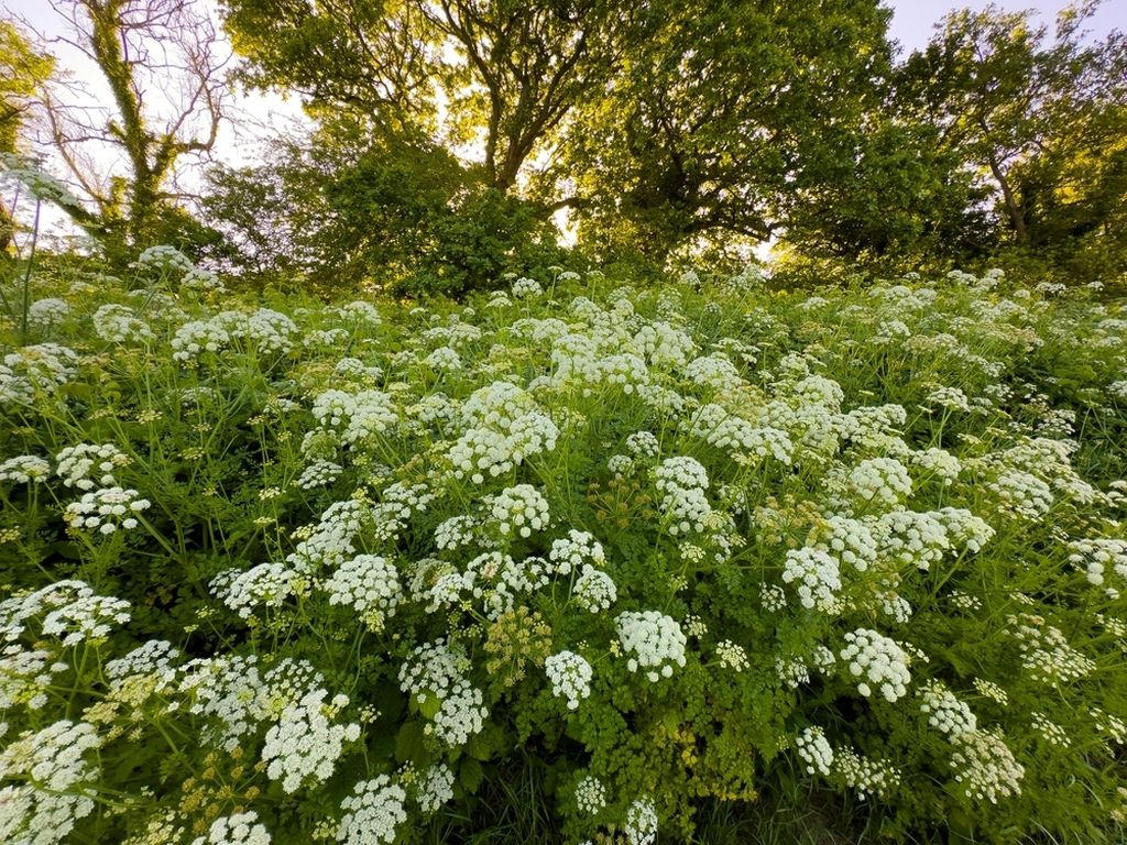 Velika kukuta (Conium maculatum L.)