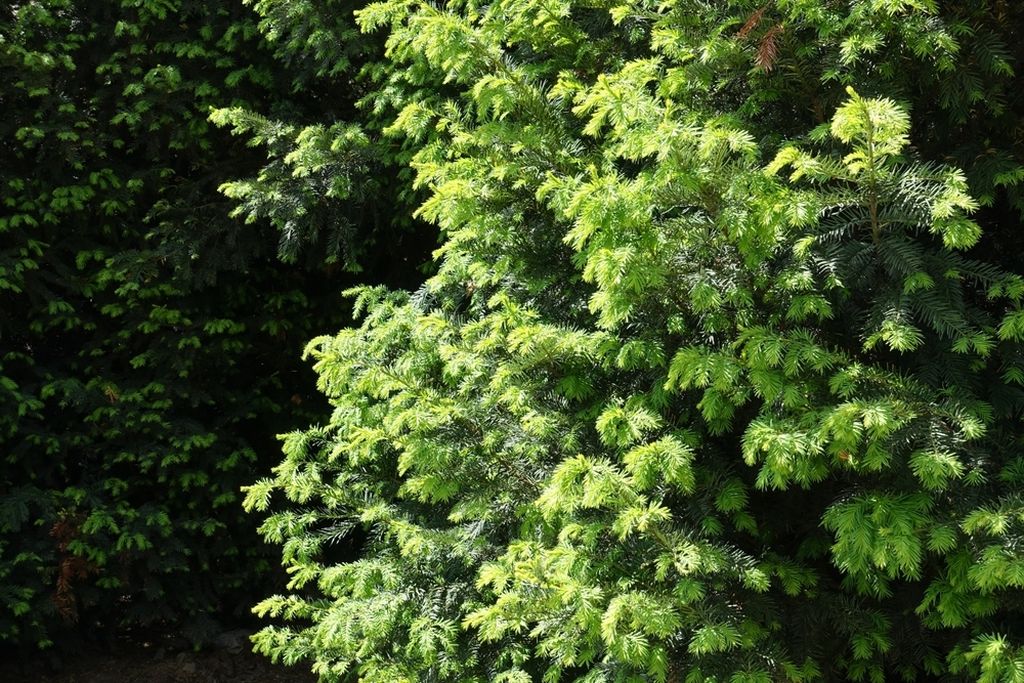 Tisa (Taxus baccata)