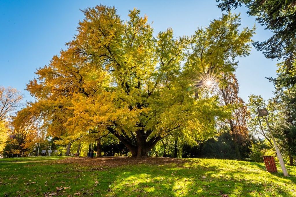 Ginko, biloba