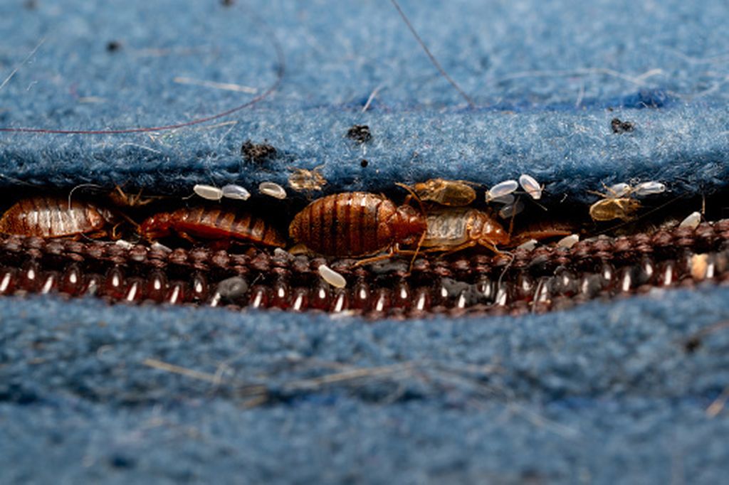 Stjenice, ilustracija